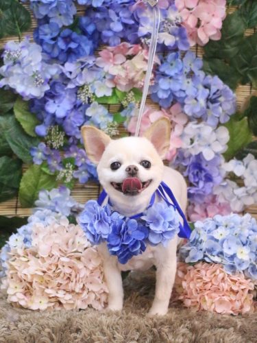 20250626ソックスくん 